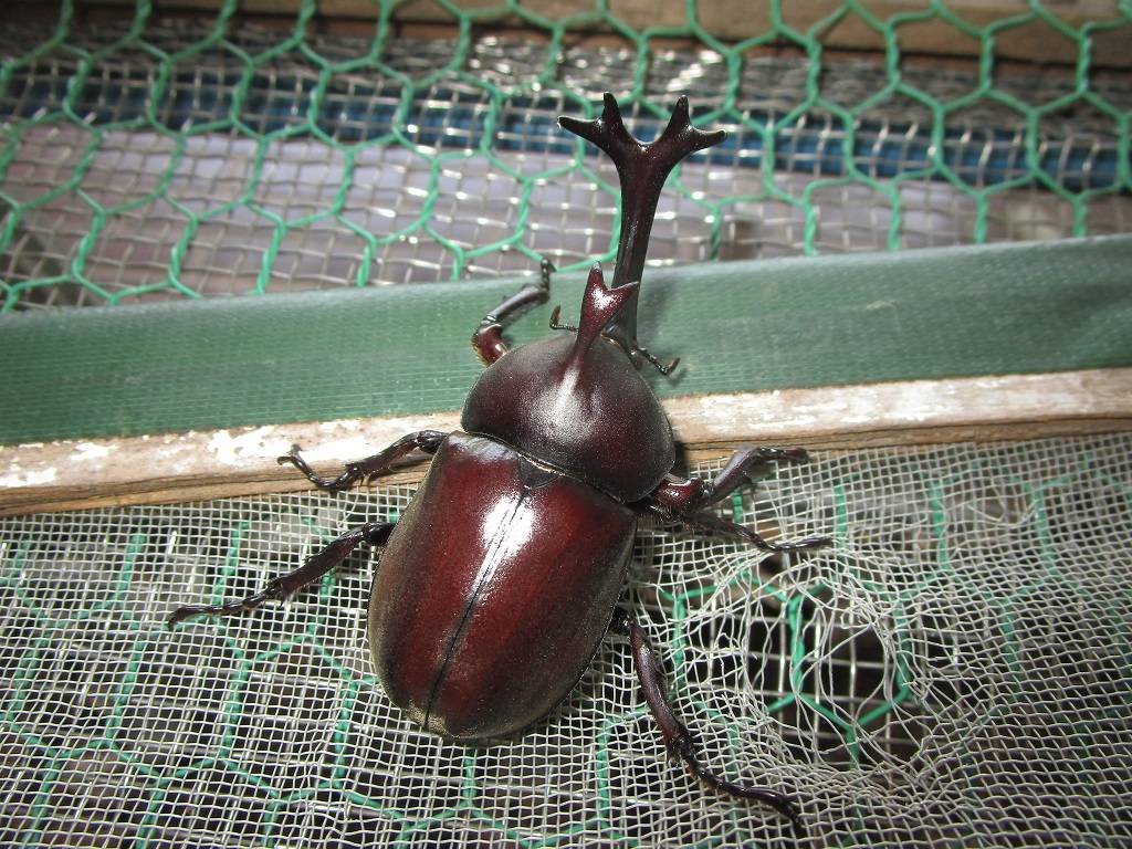 カブトムシ (4).jpg