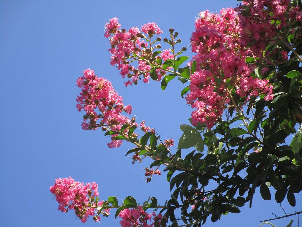 サルスベリ (3).jpg