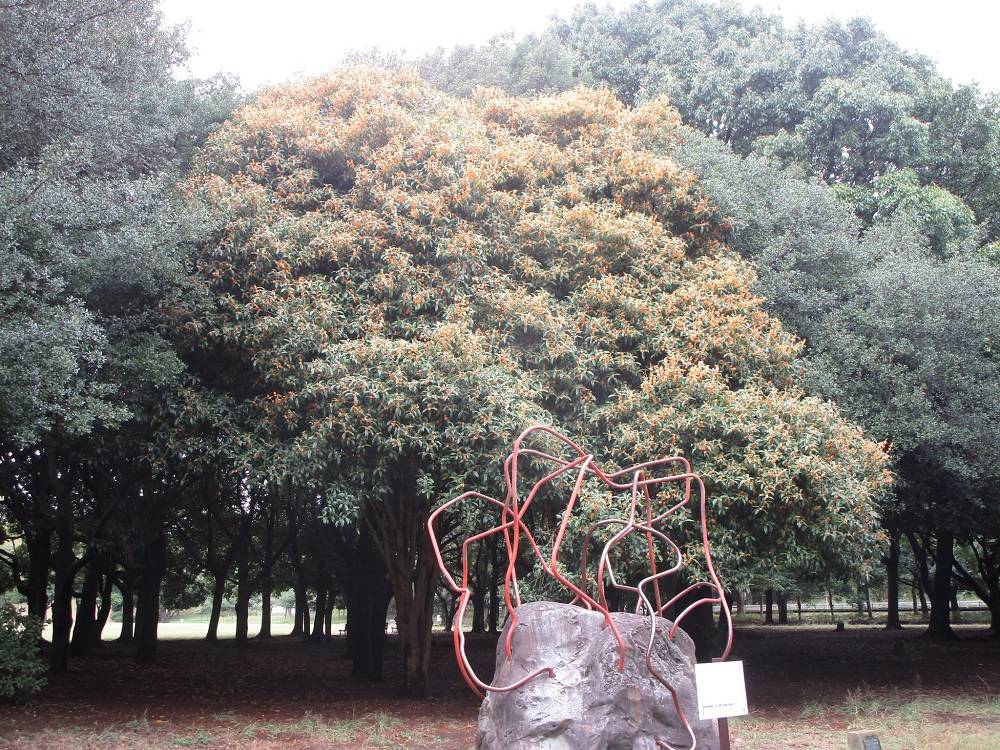 きんもくせい (4).jpg