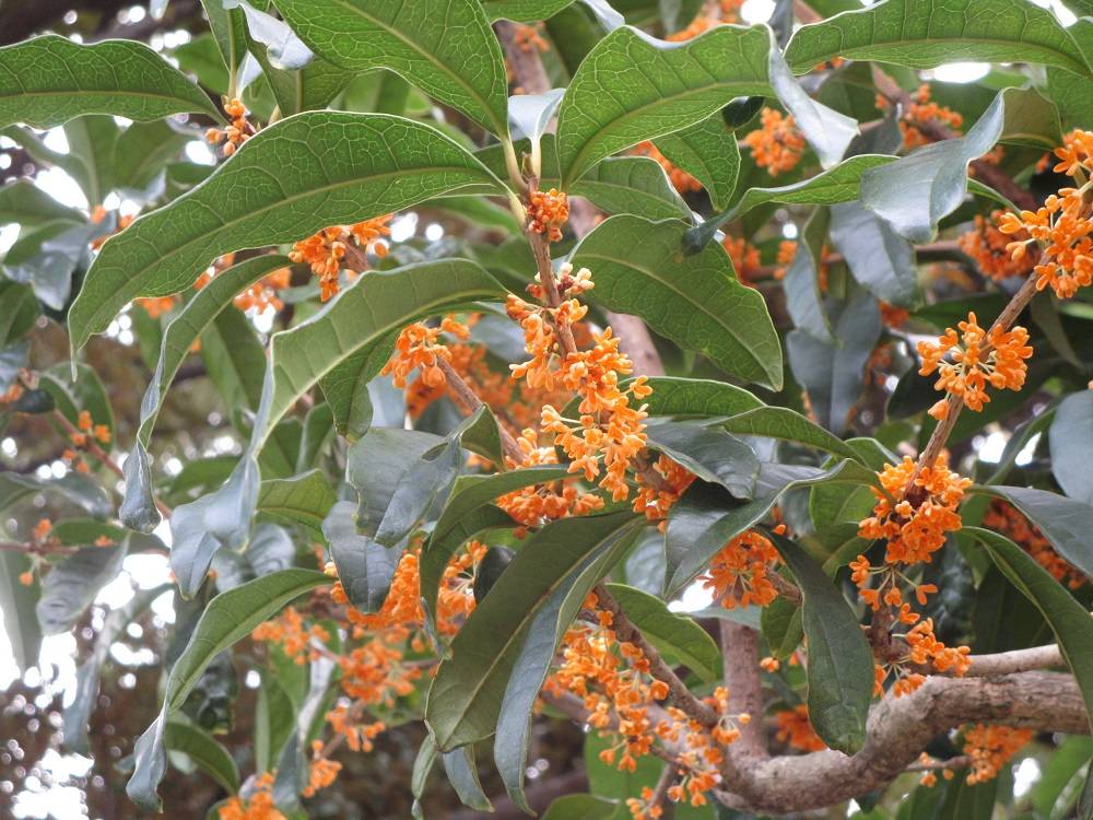 きんもくせい (2).jpg