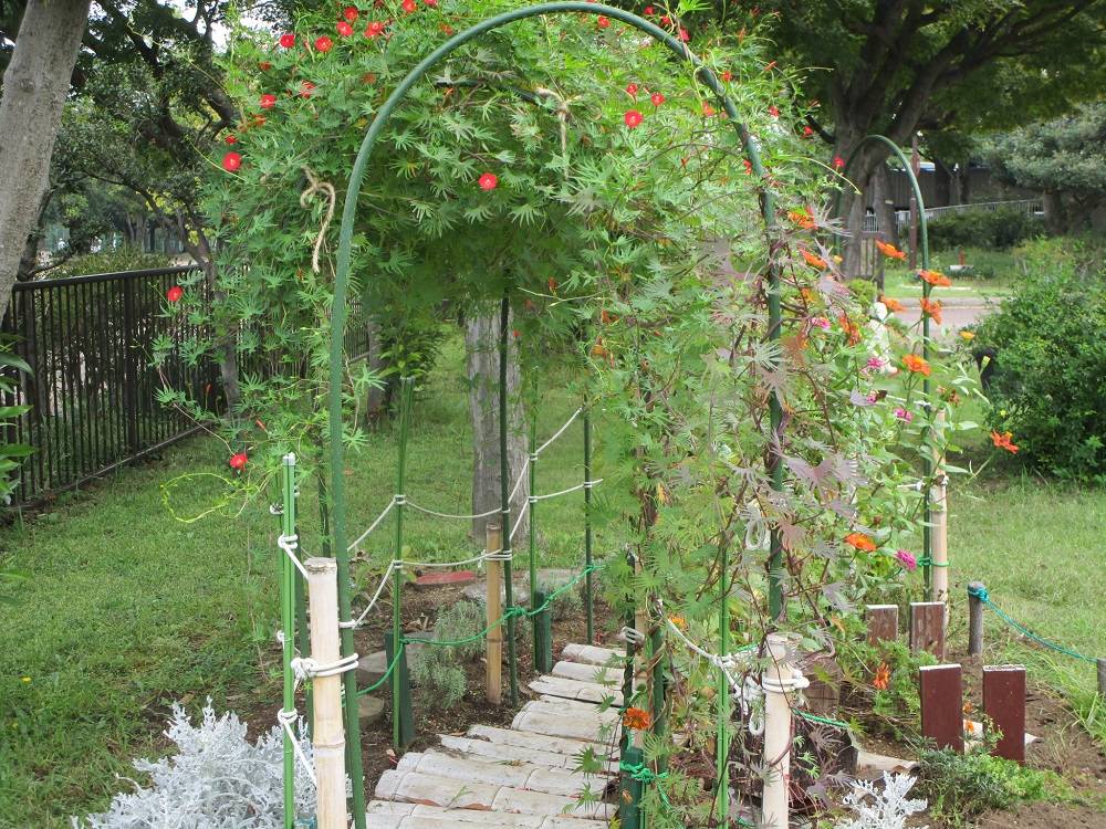 ルコウソウ (2)251113.jpg