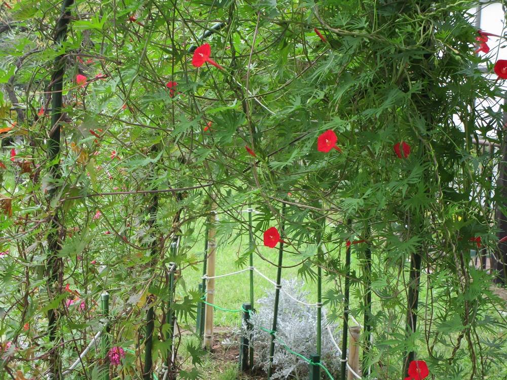 ルコウソウ (4)251114.jpg