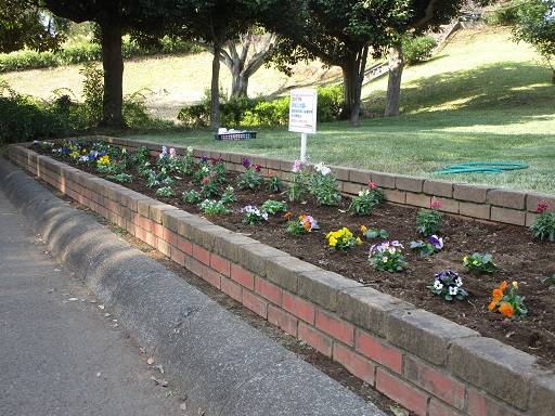 秋の花植え (3).jpg