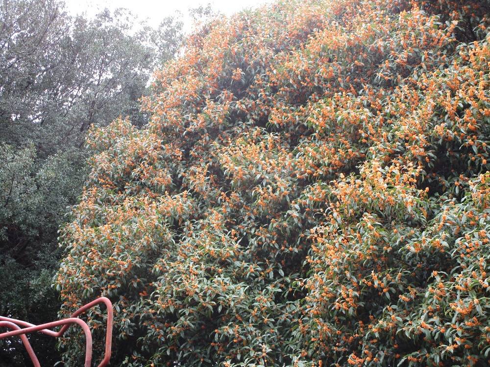 きんもくせい (6).jpg