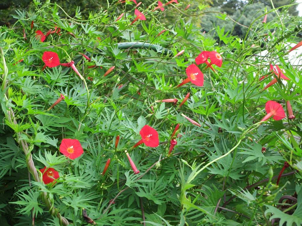 ルコウソウ (3)251111.jpg