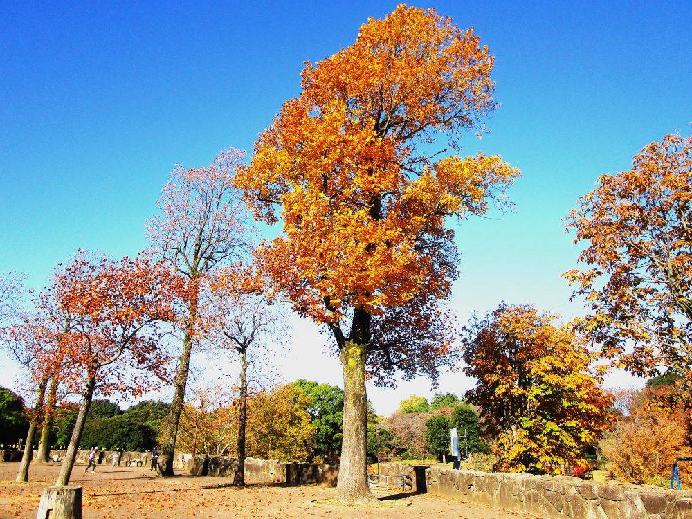 自然界隈 (4).jpg