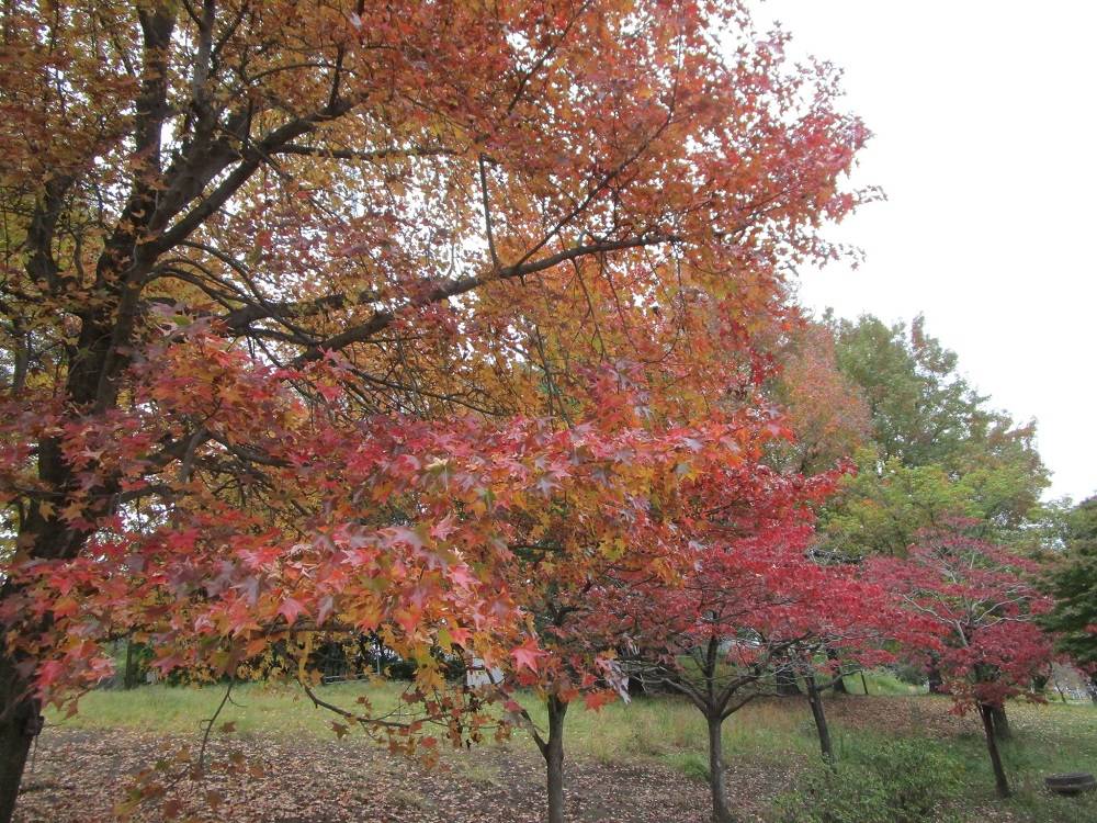 モミジバフウ (5).jpg