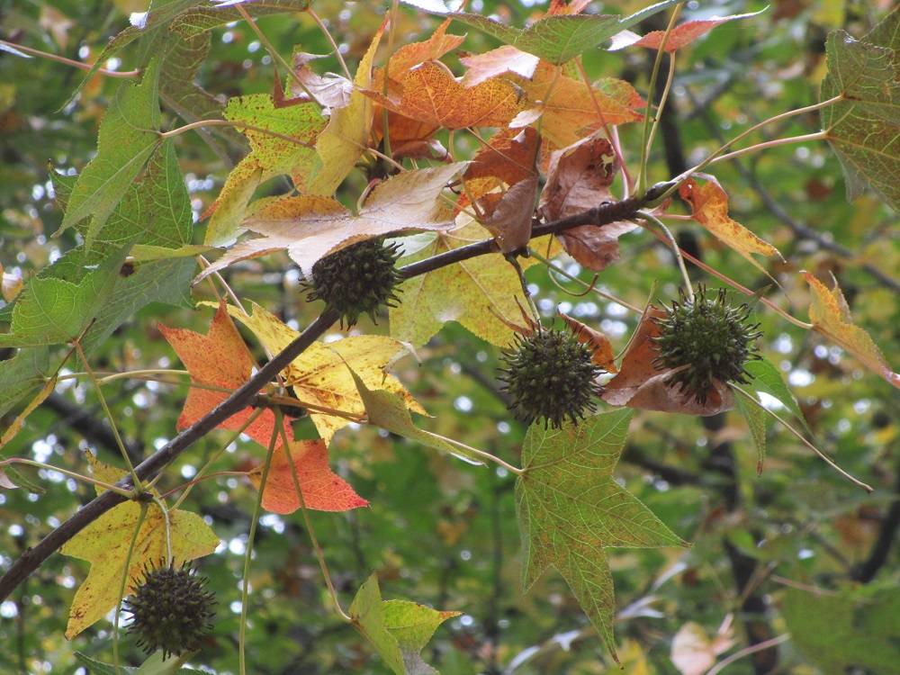 モミジバフウ (4).jpg