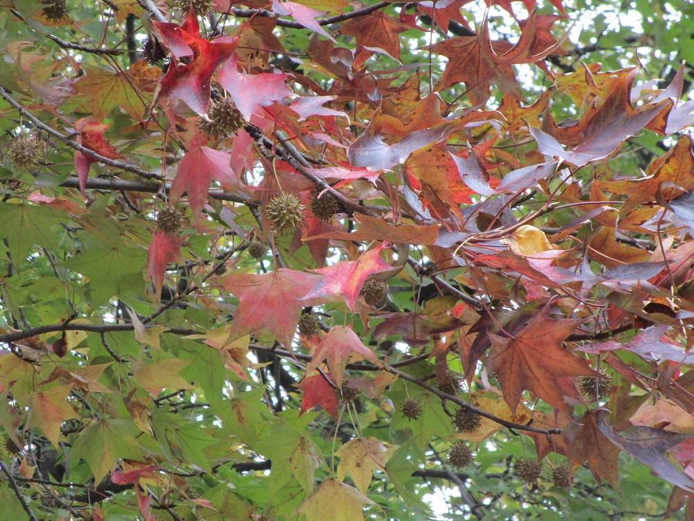 モミジバフウ (2).jpg