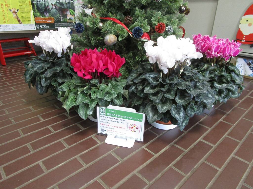 花の写真 (4).jpg