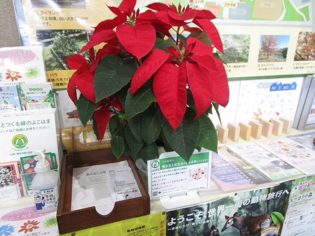 花の写真 (3).jpg