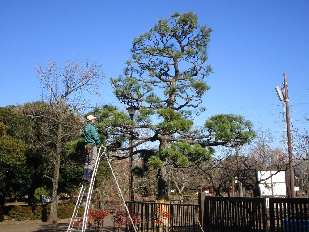 松もみあげ (3).jpg