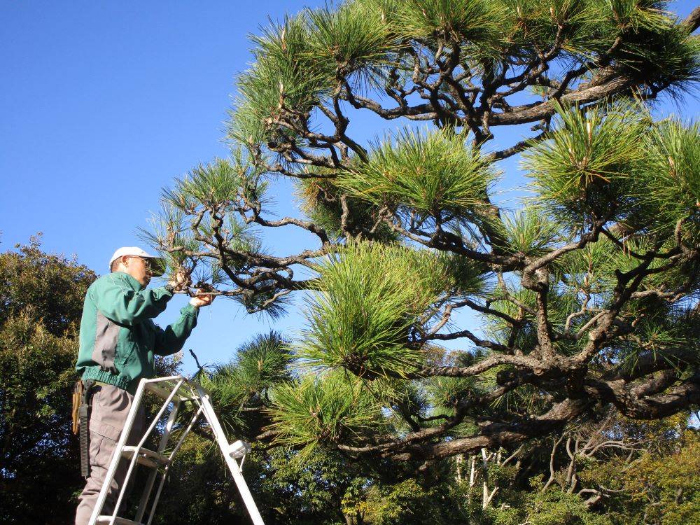 松もみあげ (2).jpg
