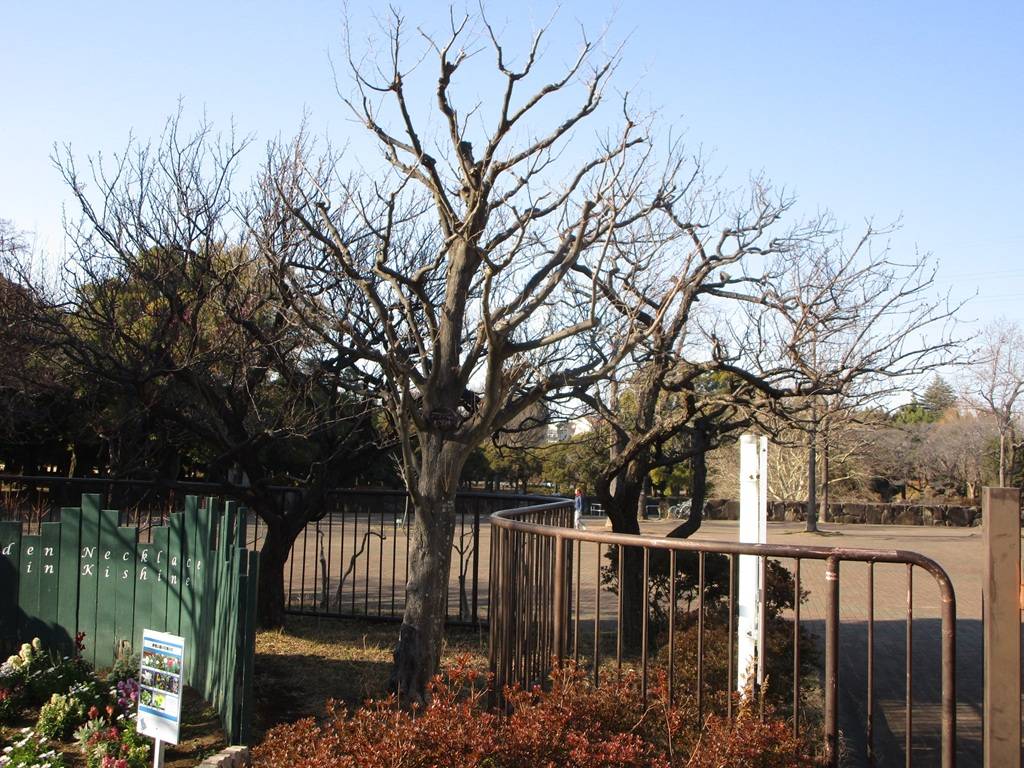 梅の写真 (1).jpg