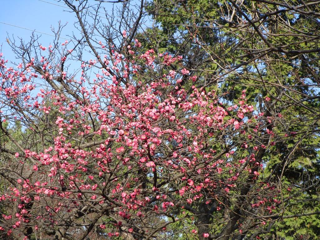 梅の写真 (5).jpg