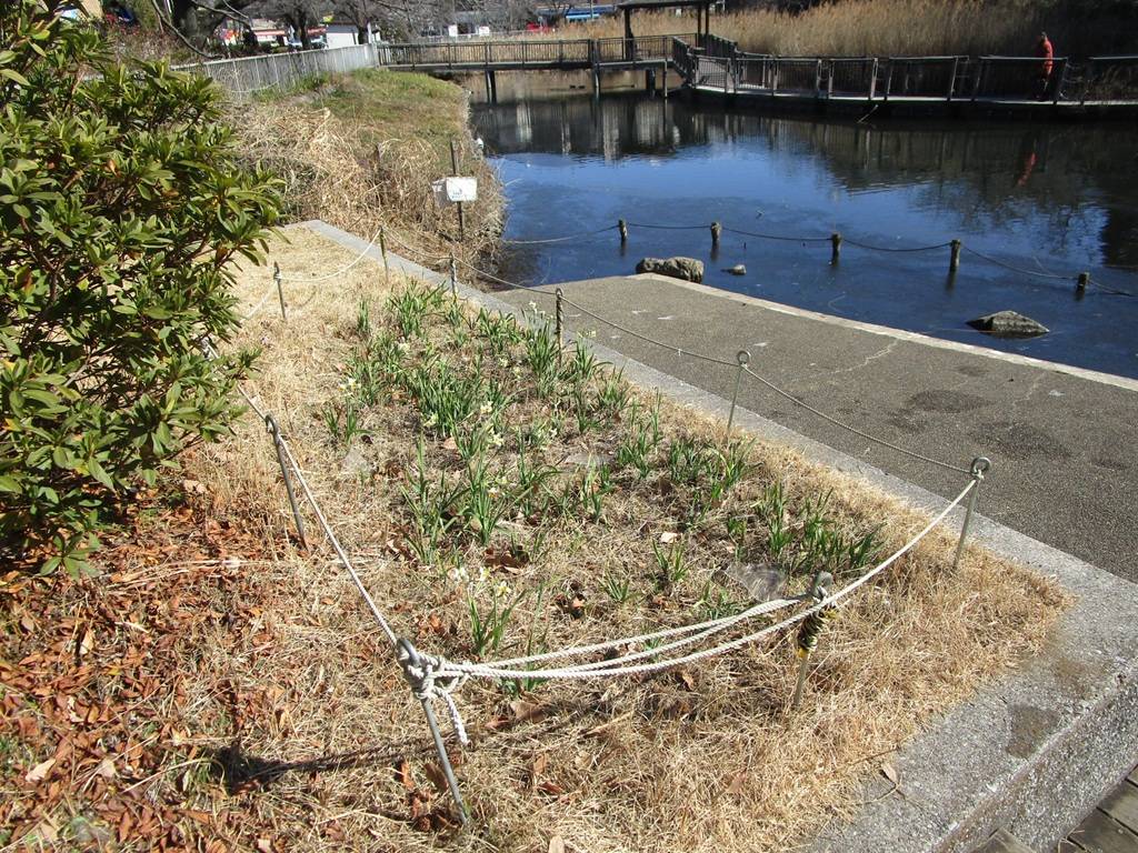 日本水仙の写真 (2).jpg