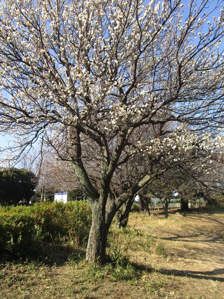 梅の写真 (2).jpg