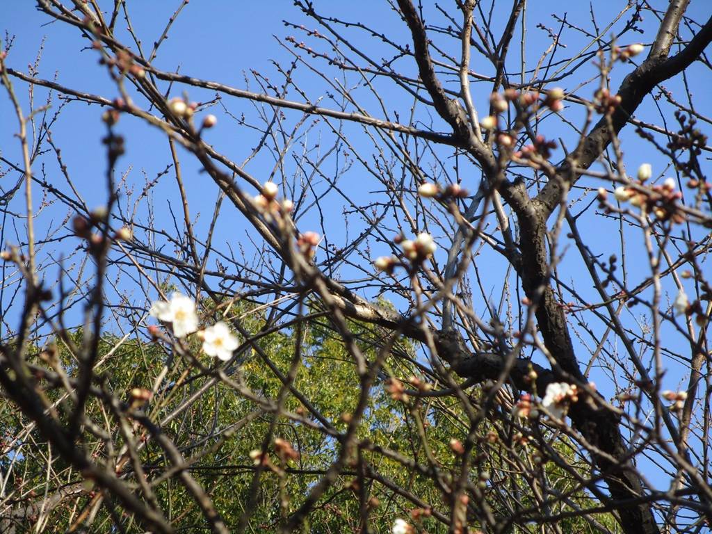 梅の写真 (4).jpg