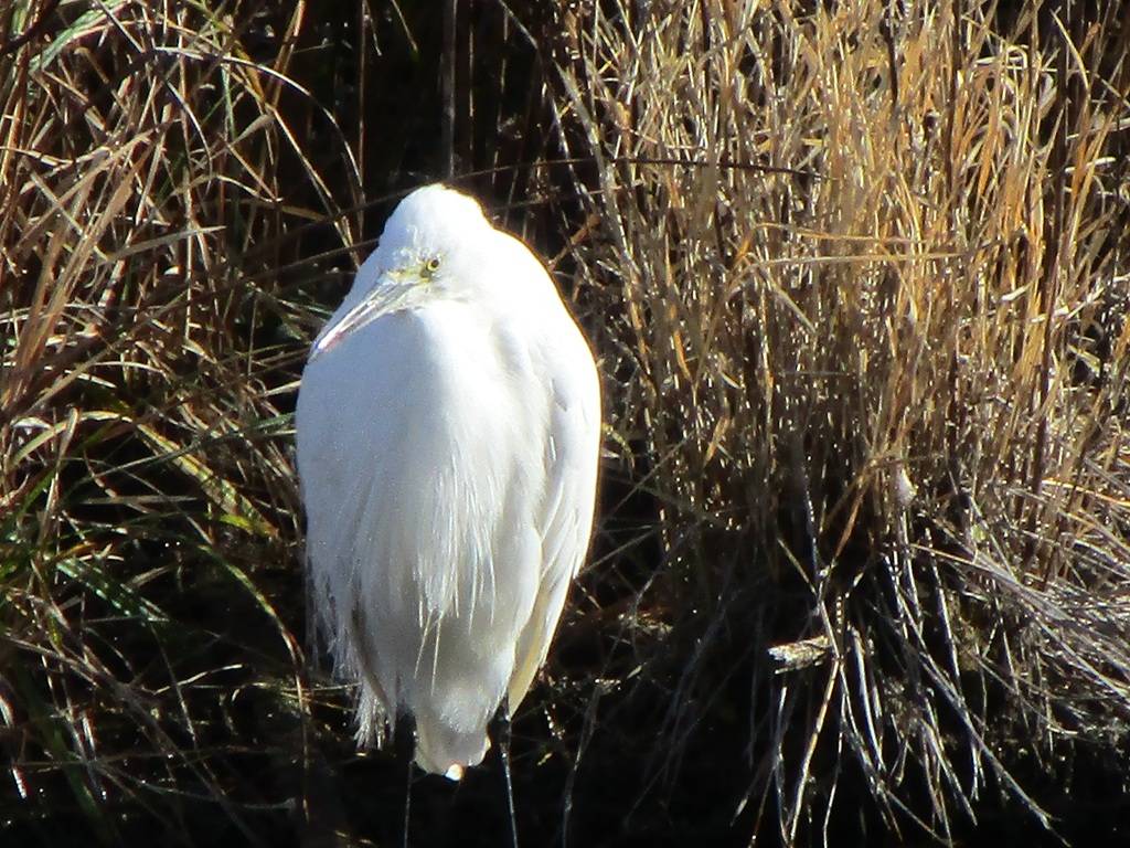 コサギの写真 (1).jpg