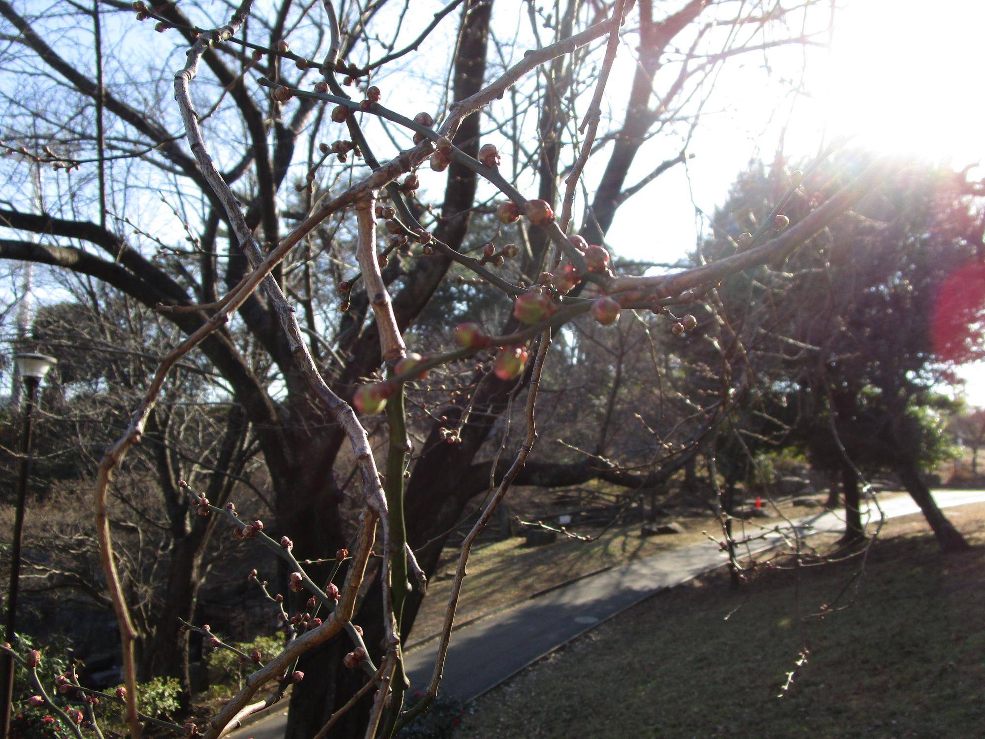 梅の写真 (6).jpg