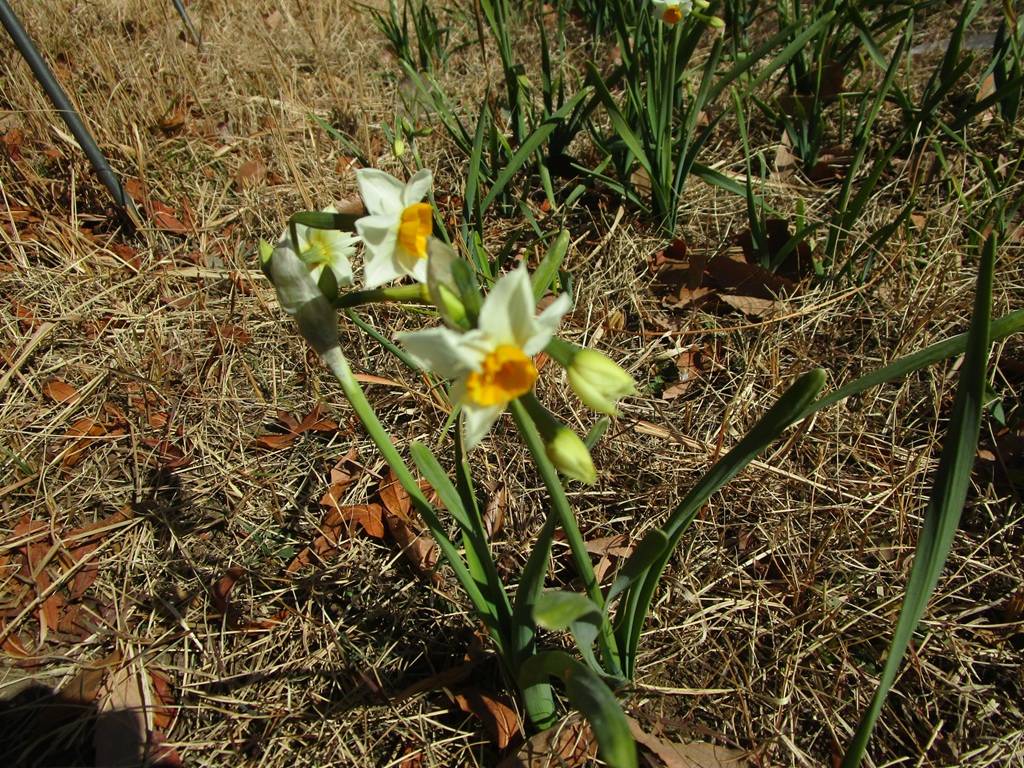 日本水仙の写真 (1).jpg