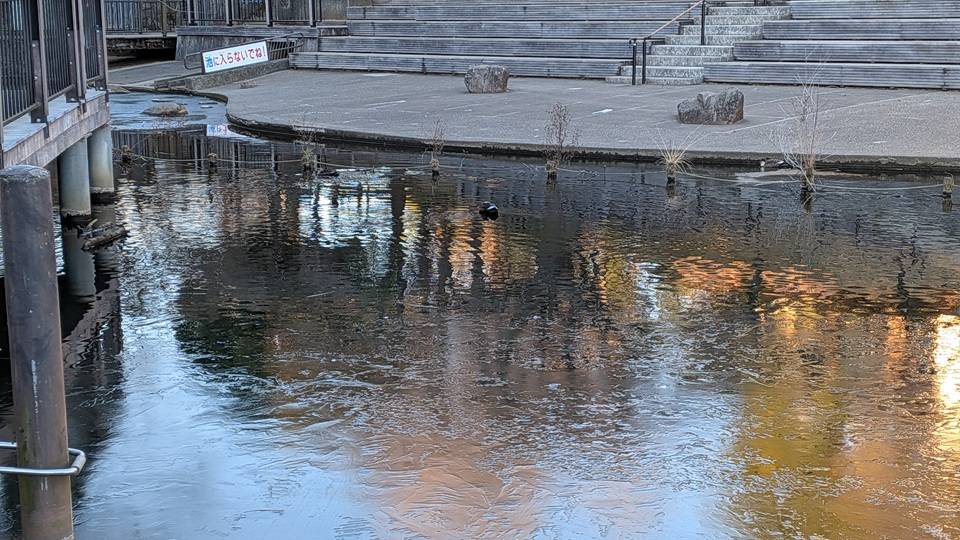 篠原池の写真 (5).jpg