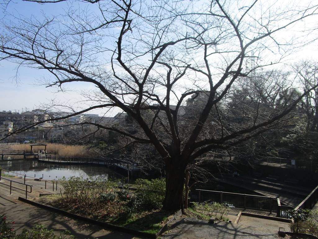 桜の写真 (5).jpg