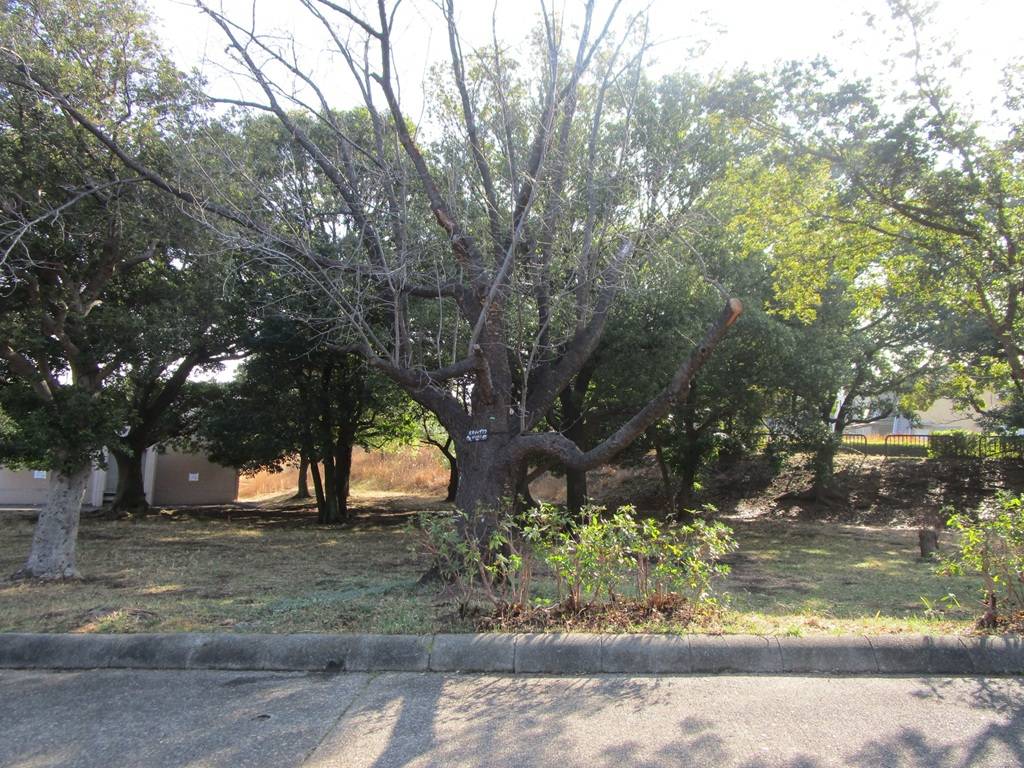 桜の写真 (3).jpg