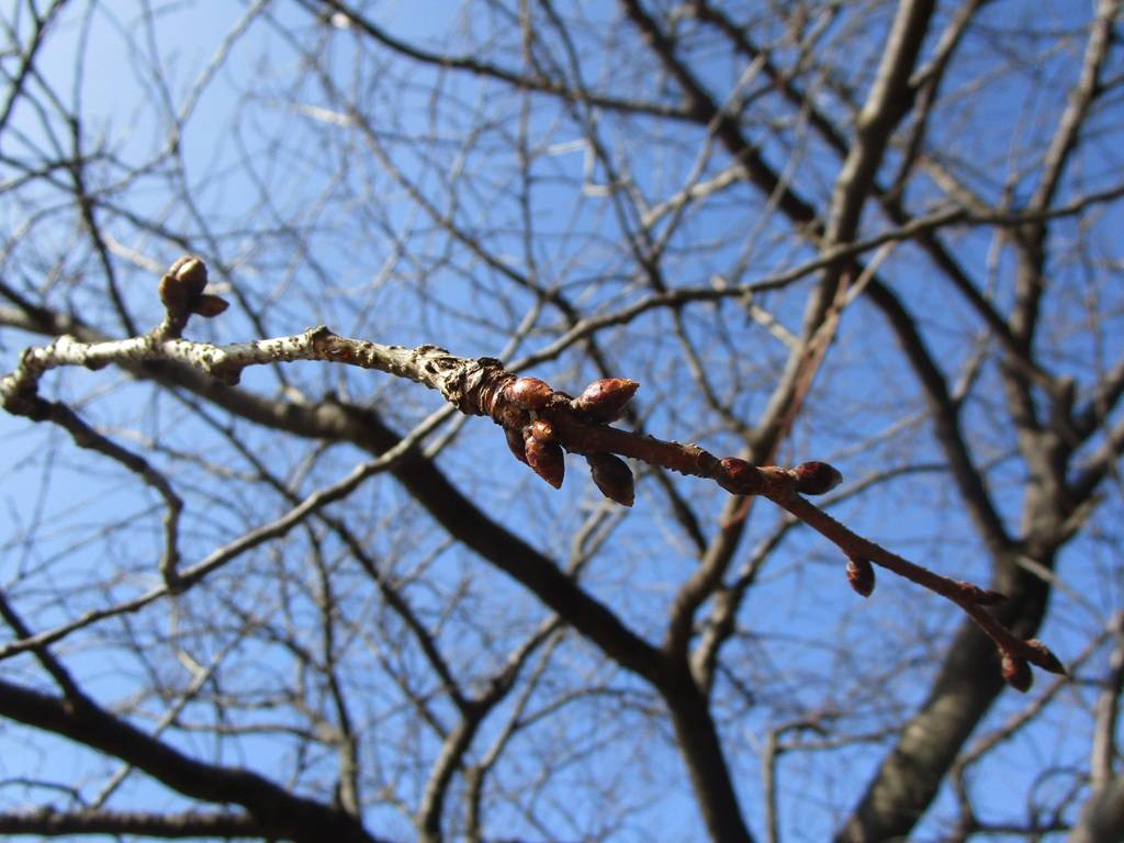 桜の写真 (2).jpg