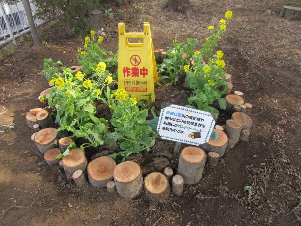 菜の花の写真 (3).jpg