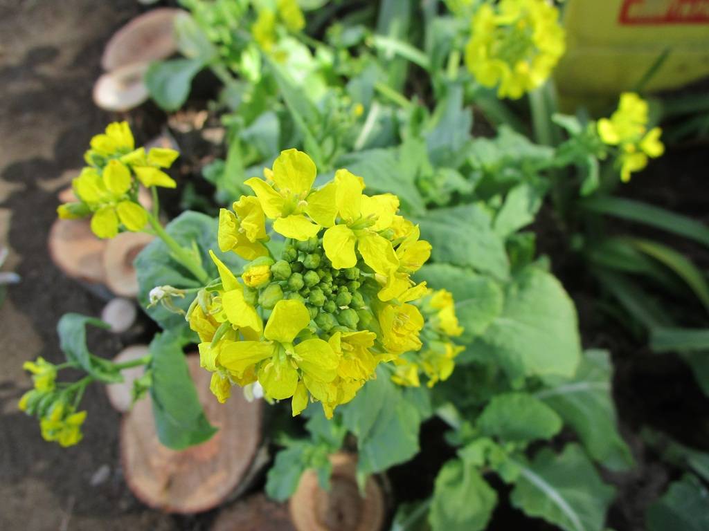 菜の花の写真 (1).jpg