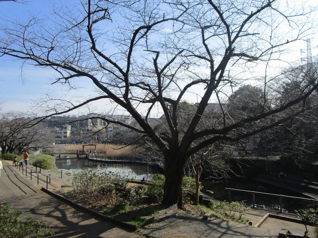 桜の写真 (10).jpg