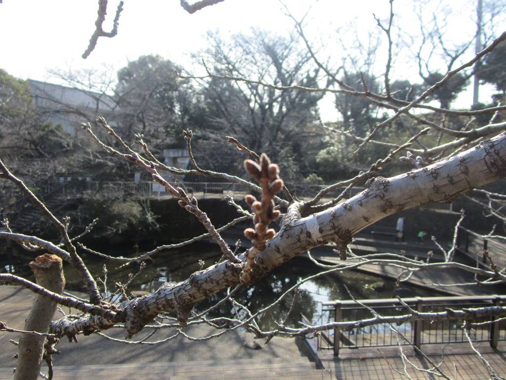 桜の写真 (6).jpg