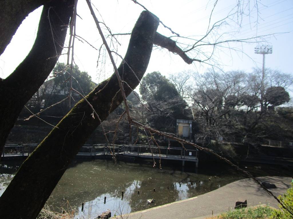 桜の写真 (9).jpg