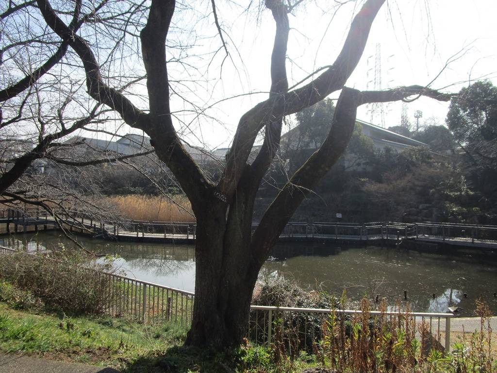 桜の写真 (8).jpg