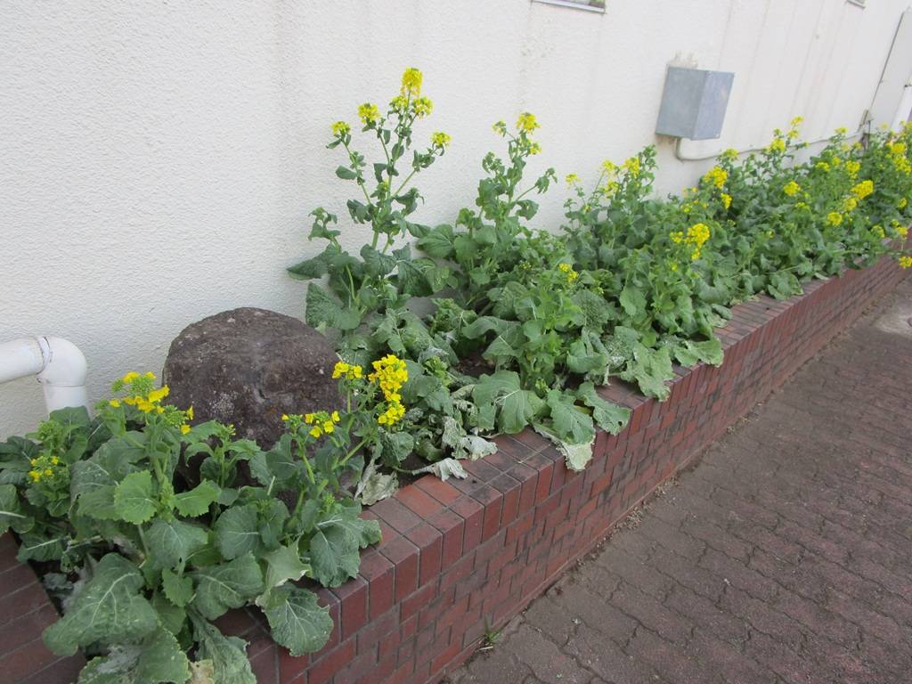 菜の花の写真 (2).jpg