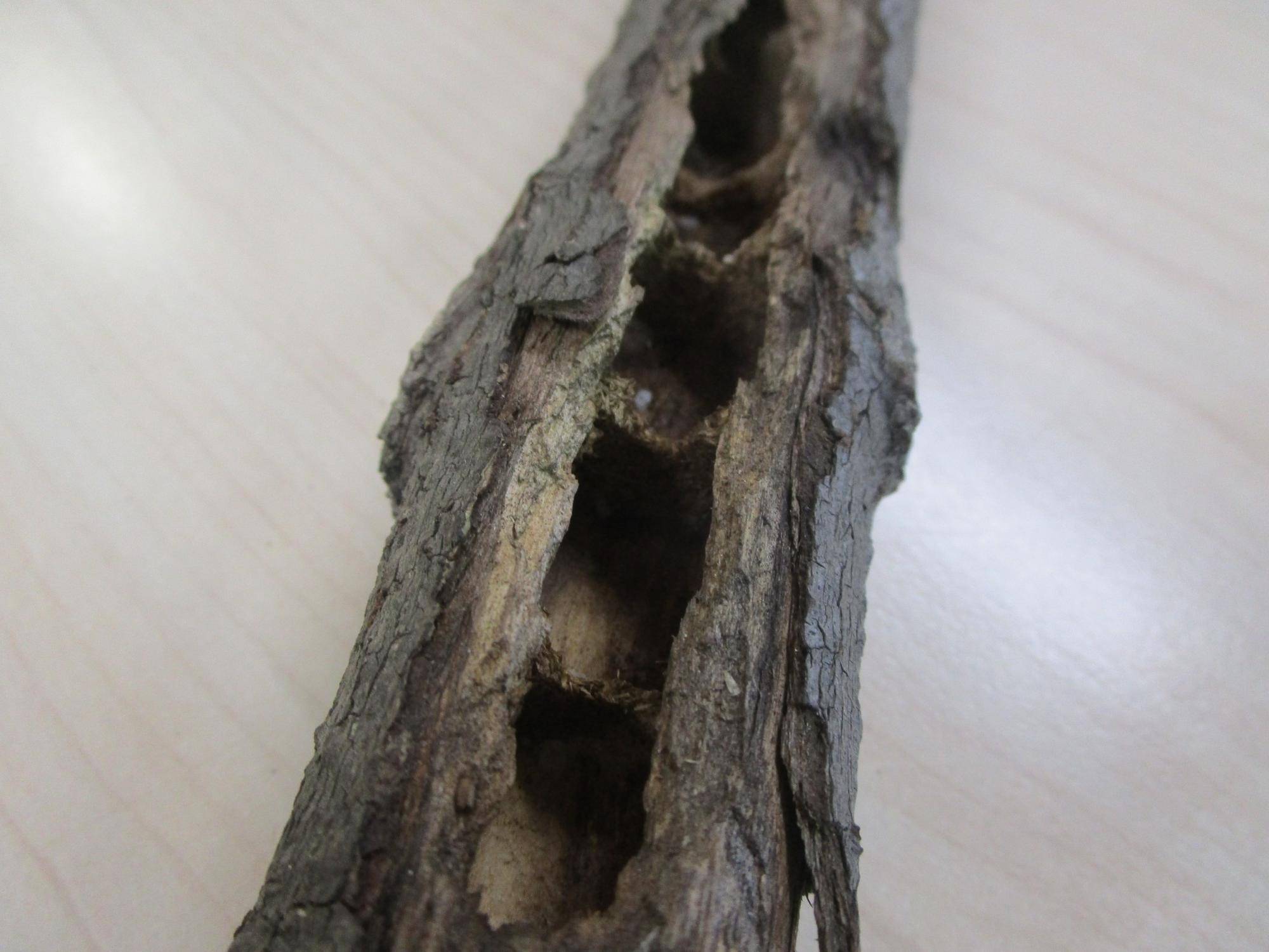 熊蜂の巣 (2).jpg