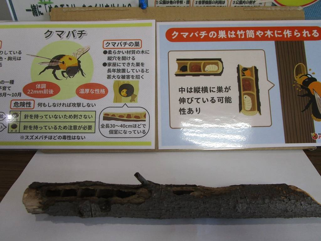 熊蜂の巣 (1).jpg