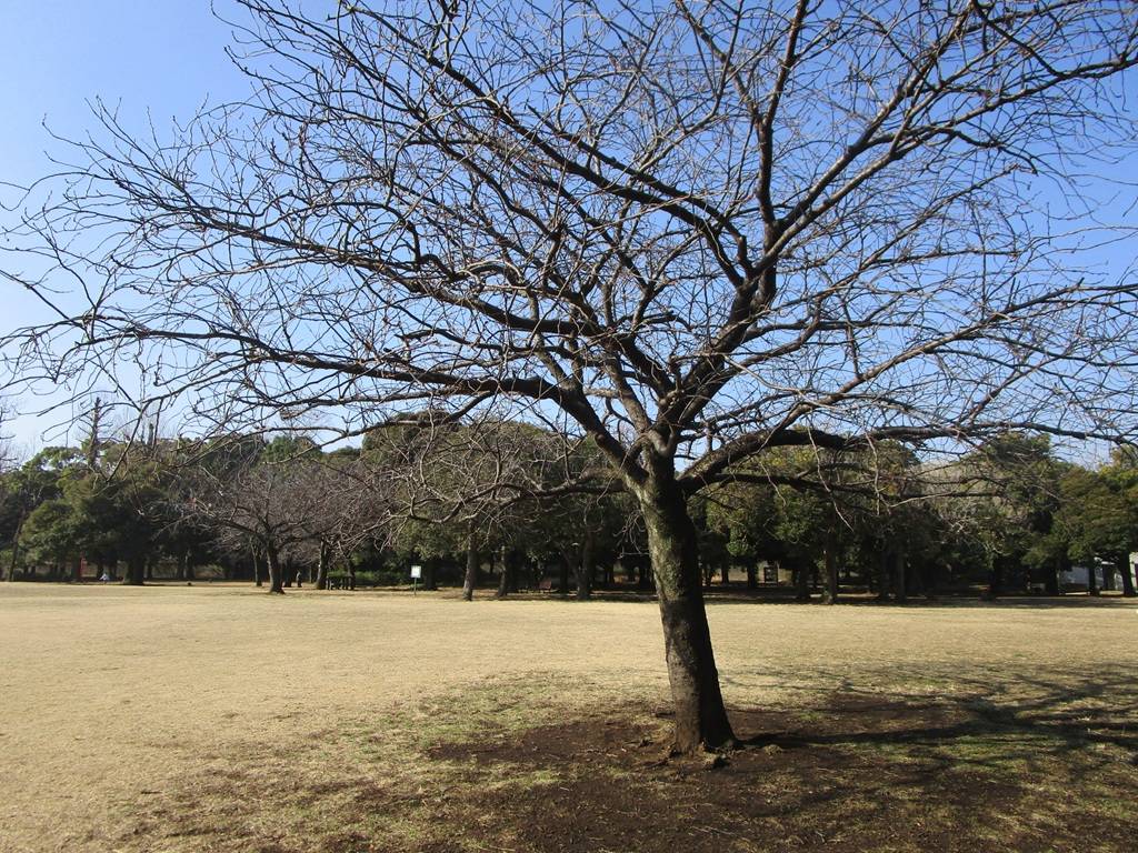 桜の写真 (1).jpg