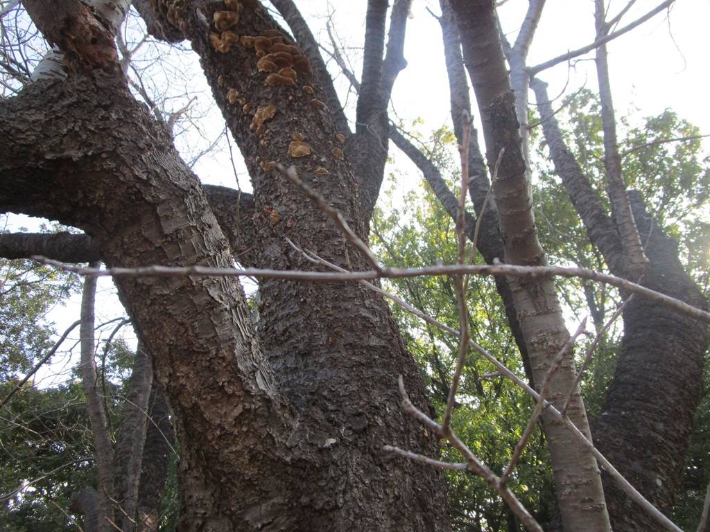 桜の写真 (4).jpg