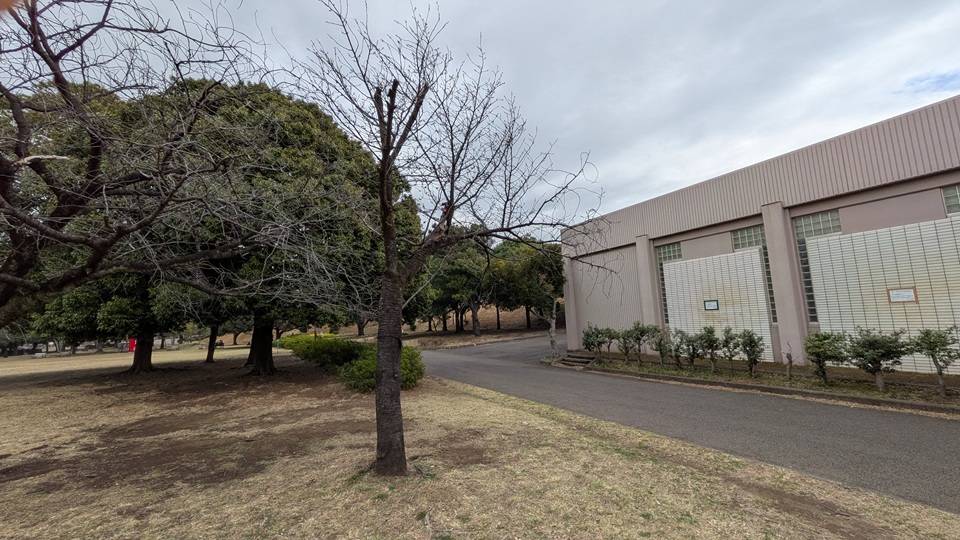 桜の写真 (11).jpg