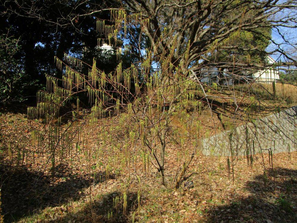 3月9日キブシ (3).jpg