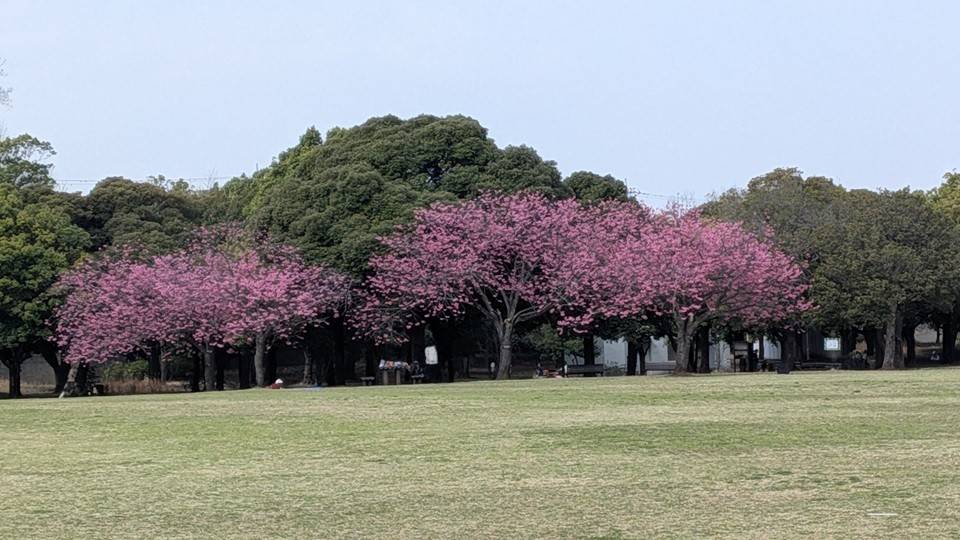 桜の写真 (5).jpg