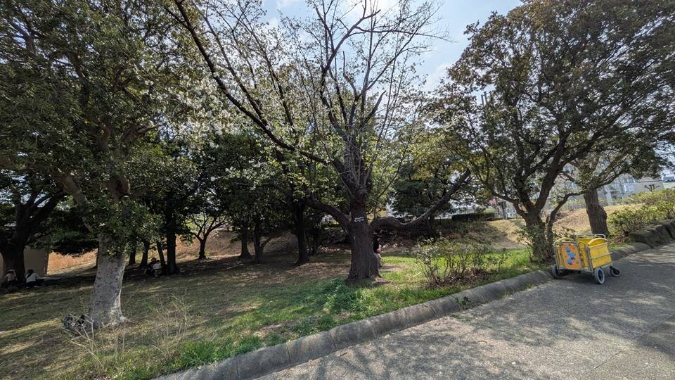 桜の写真 (1).jpg