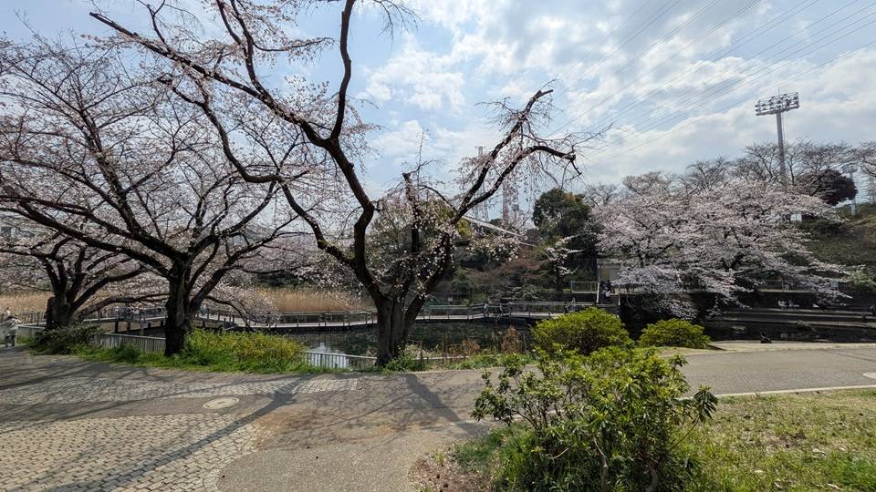 桜の写真 (3).jpg