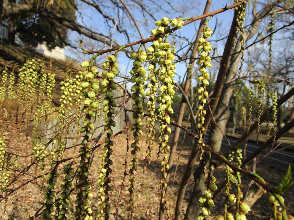 3月9日キブシ (2).jpg