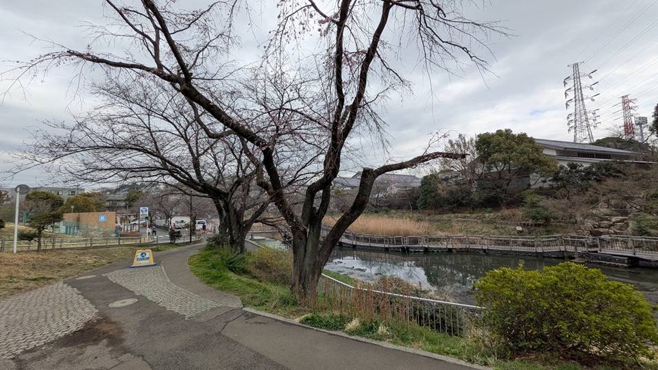 桜の写真 (5).jpg