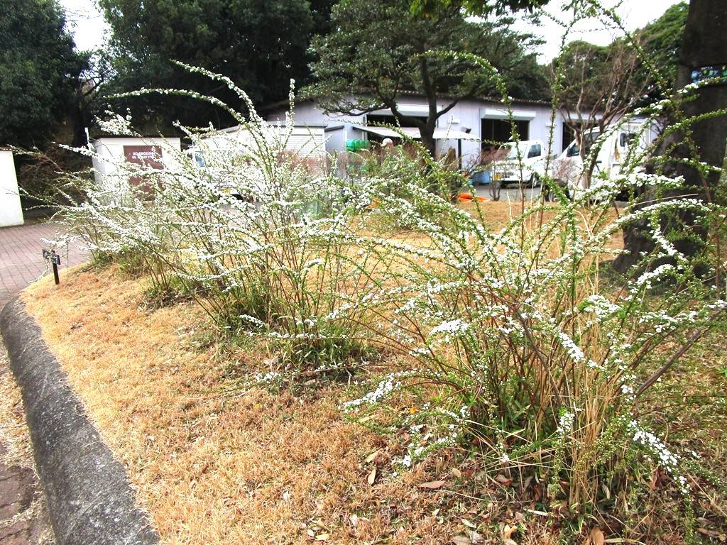 ユキヤナギ (1).jpg