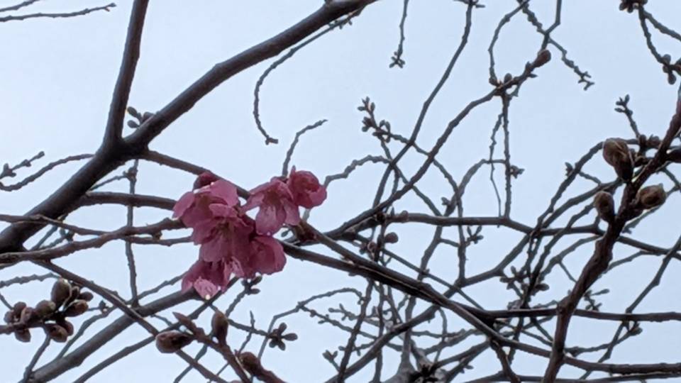 桜の写真 (10).jpg