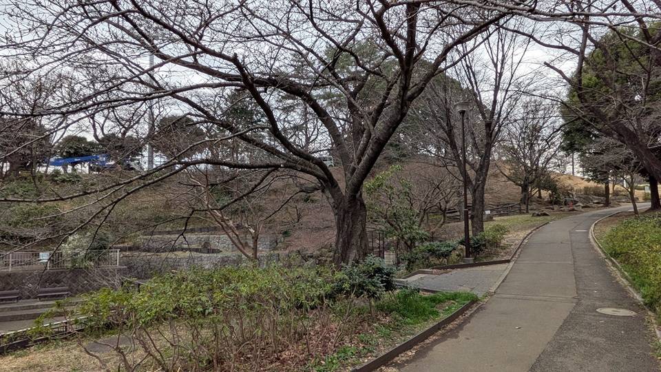 桜の写真 (9).jpg